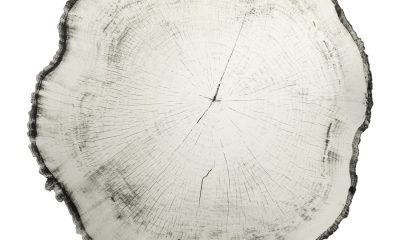 Kesilmiş bir ağaç kütüğünün motifine sahip Arbo