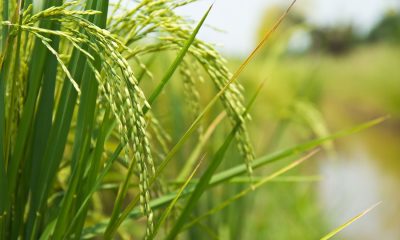 BENEO’dan İlk Çözünebilir Pirinç Nişastası Piyasada