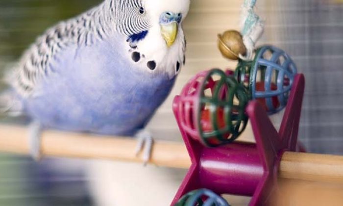 Evimizde kuş beslemek sağlığımıza zarar verebilir mi?