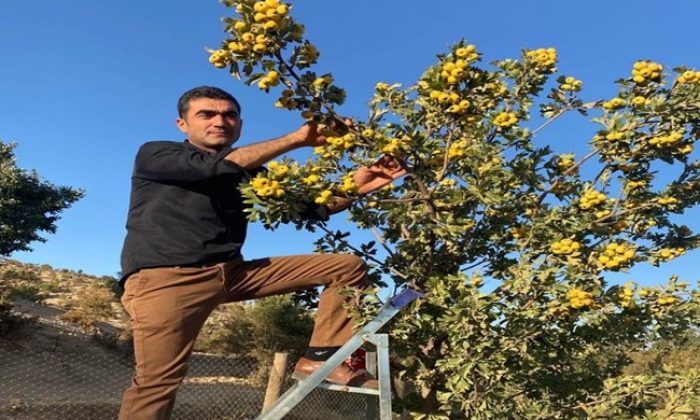 Alıç Hasadı Adıyaman’da Başladı