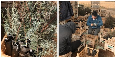 Diyarbakır’da İlk Kez Kara Servi ve Mavi Servi Aşılaması Yapıldı