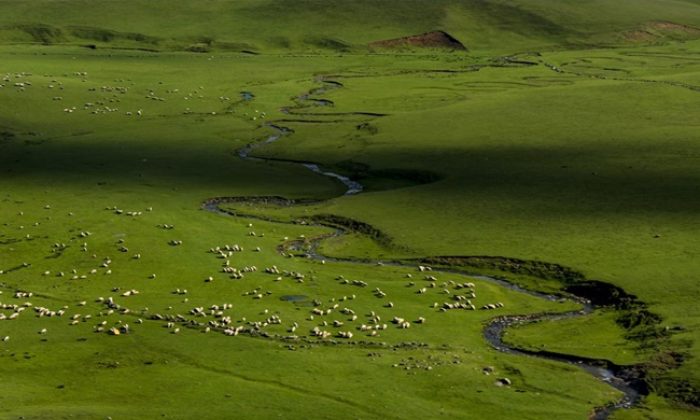 Ordu Aybastı Perşembe Yaylası – Menderesler