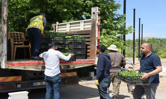 BÜYÜKŞEHİR BELEDİYESİNDEN VATANDAŞLARA İSOT FİDESİ DAĞITILDI , GÖRÜNTÜLÜ