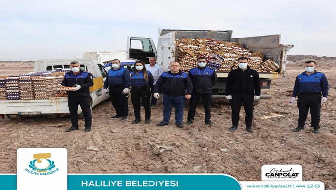 HALİLİYE’DE SAĞLIKSIZ DEPOYA BASKIN: 5 BİN KOLİ YUMURTA İMHA EDİLDİ